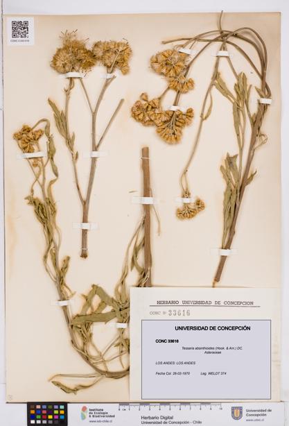 Tessaria absinthioides [Espécimen: ]