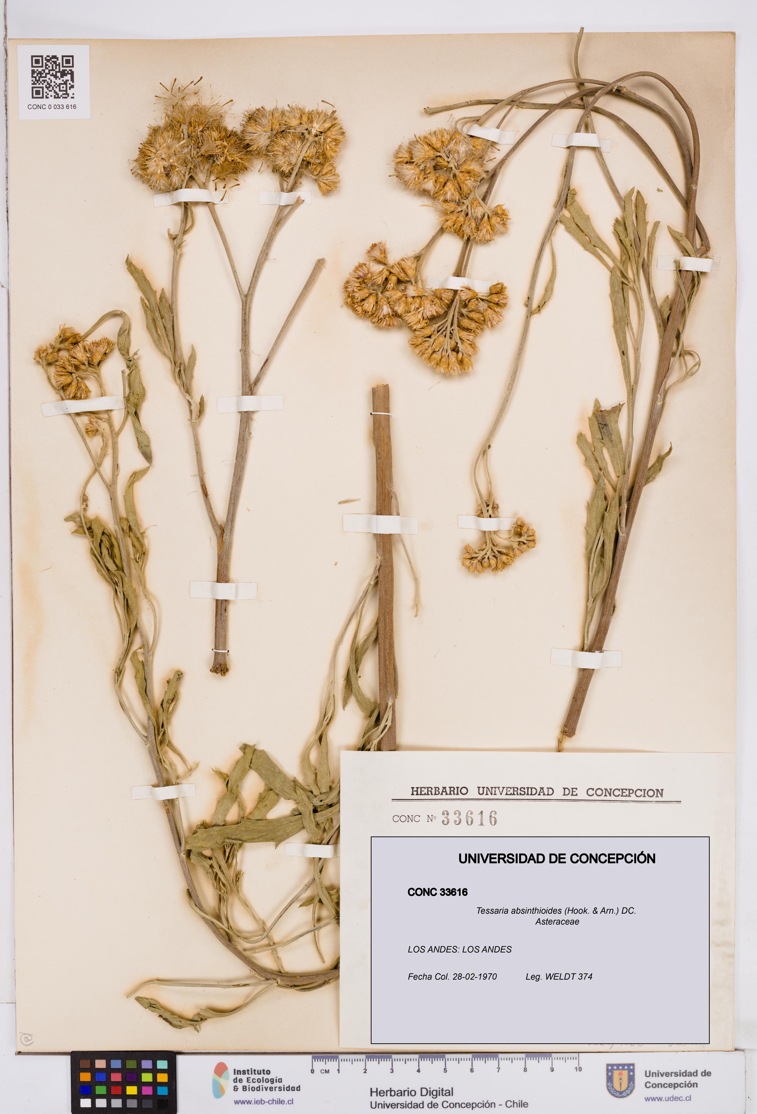 Tessaria absinthioides [Espécimen: ]