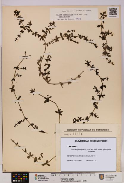Galium hypocarpium subsp. hypocarpium [Espécimen: UDEC:CONC:0033621]