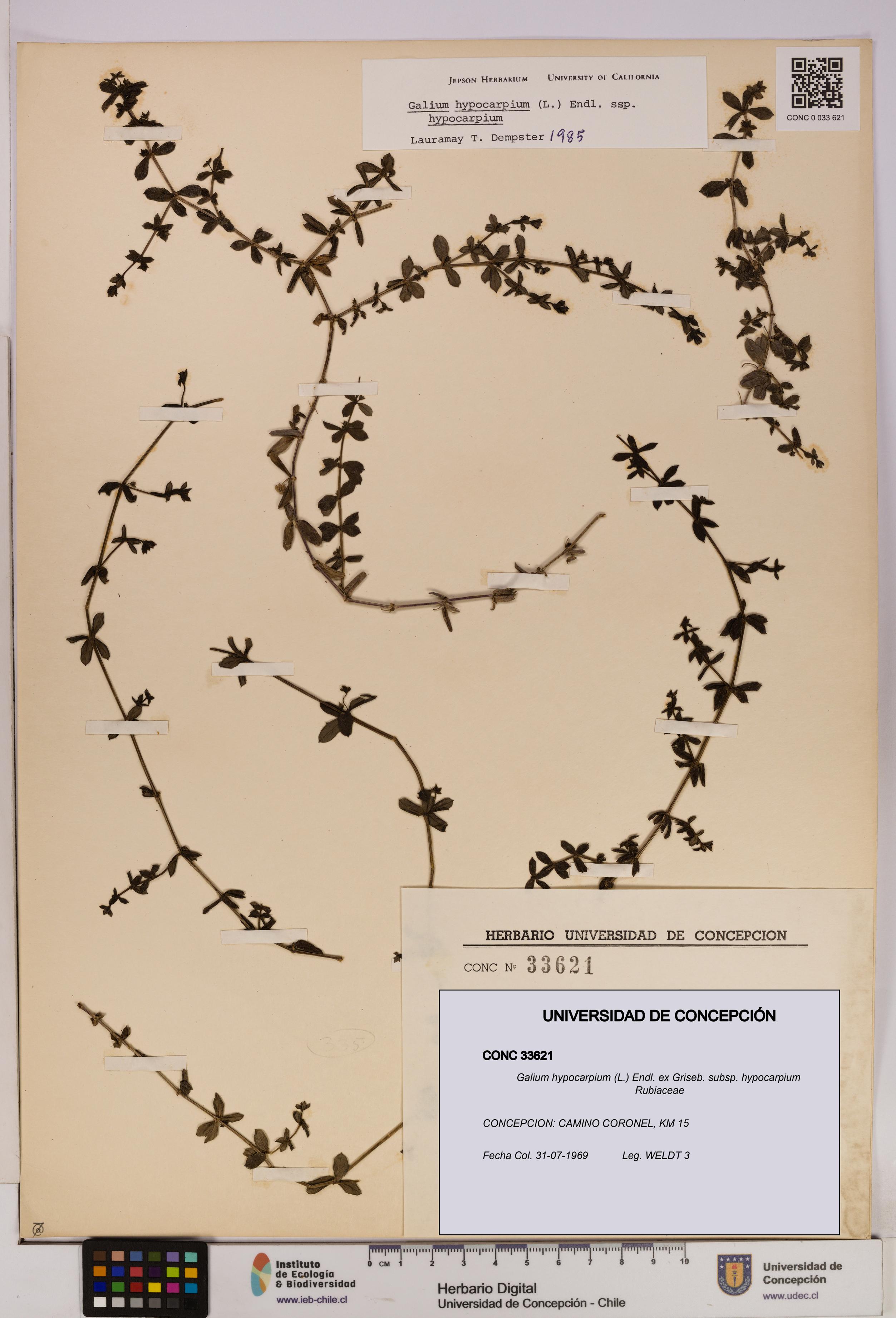 Galium hypocarpium subsp. hypocarpium [Espécimen: UDEC:CONC:0033621]