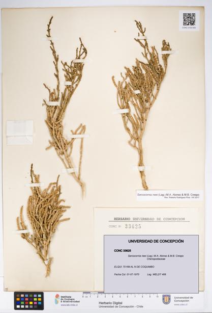 Sarcocornia neei [Espécimen: UDEC:CONC:0033625]