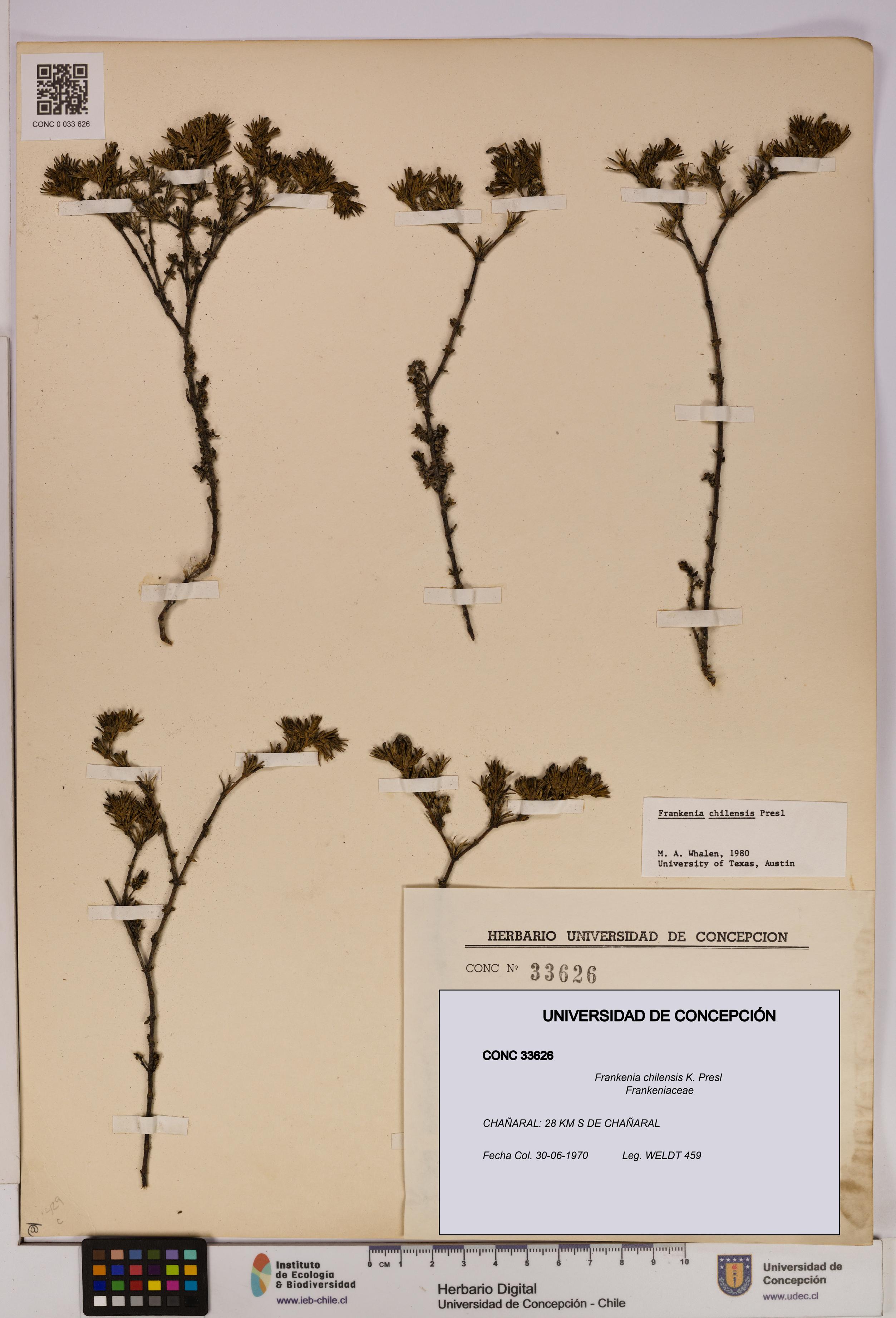 Frankenia chilensis [Espécimen: UDEC:CONC:0033626]
