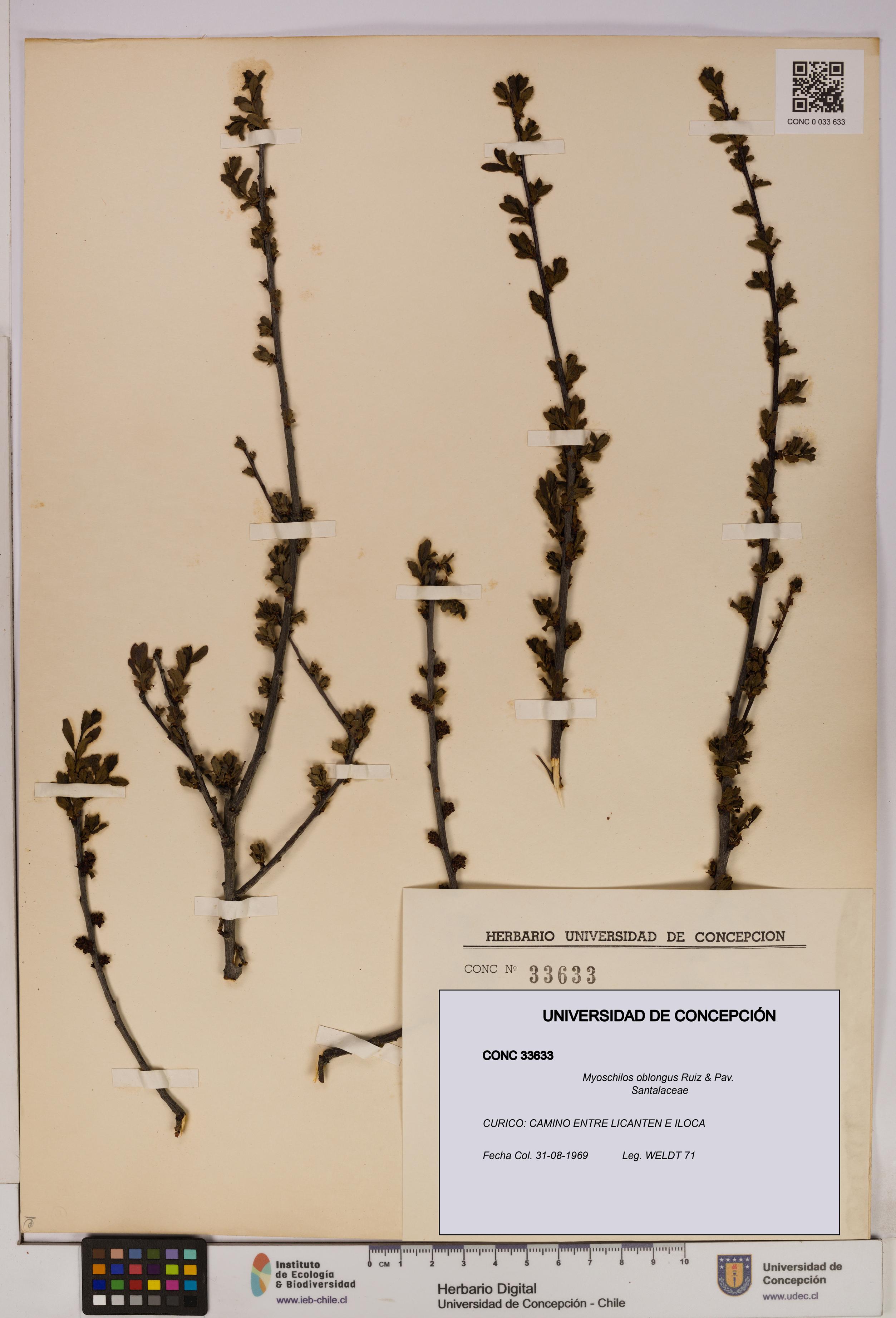 Myoschilos oblongus [Espécimen: UDEC:CONC:0033633]