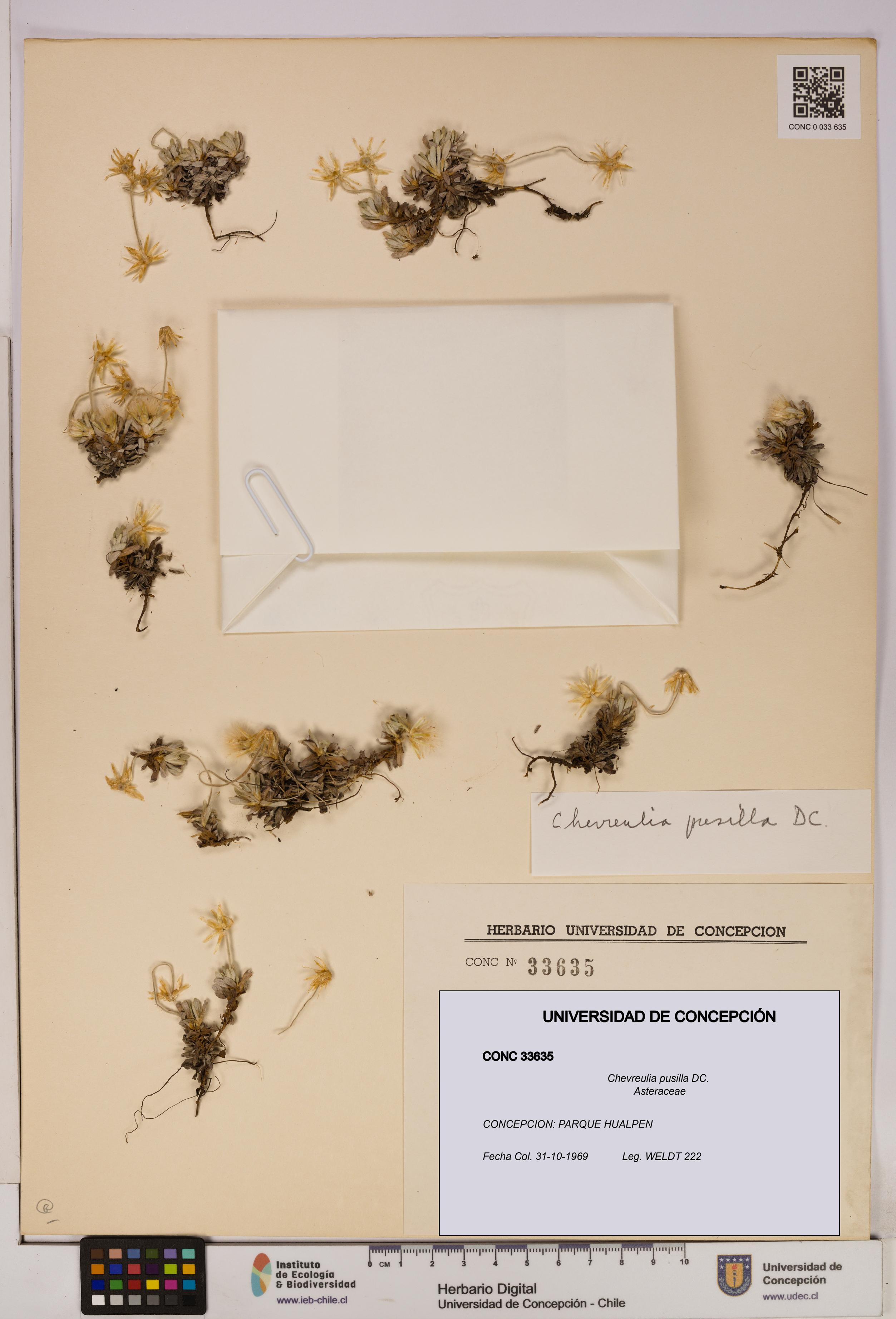 Chevreulia pusilla [Espécimen: UDEC:CONC:0033635]