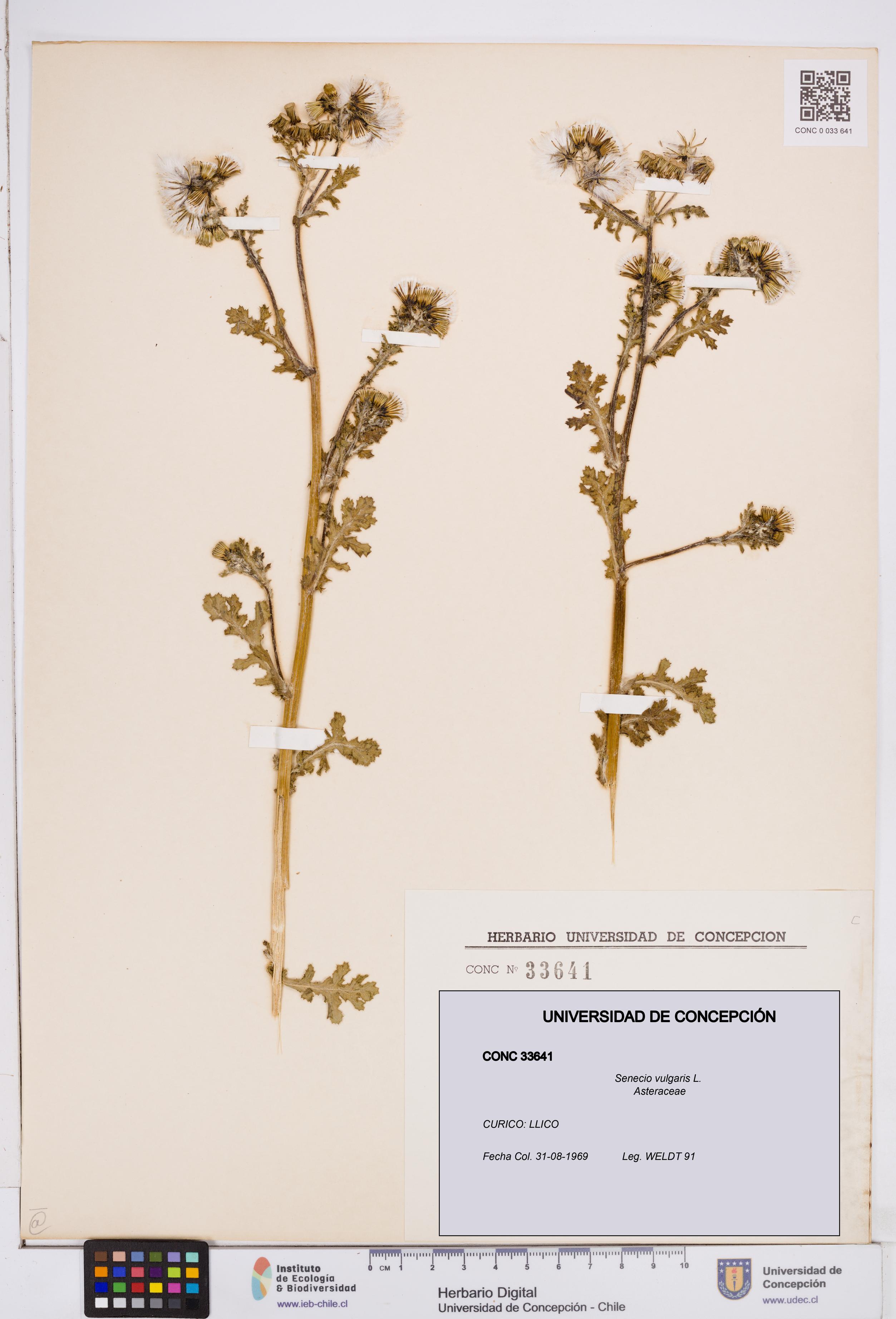 Senecio vulgaris [Espécimen: ]