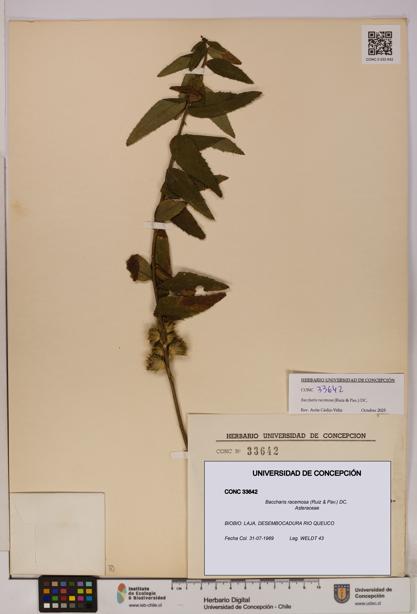 Baccharis racemosa [Espécimen: UDEC:CONC:0033642]