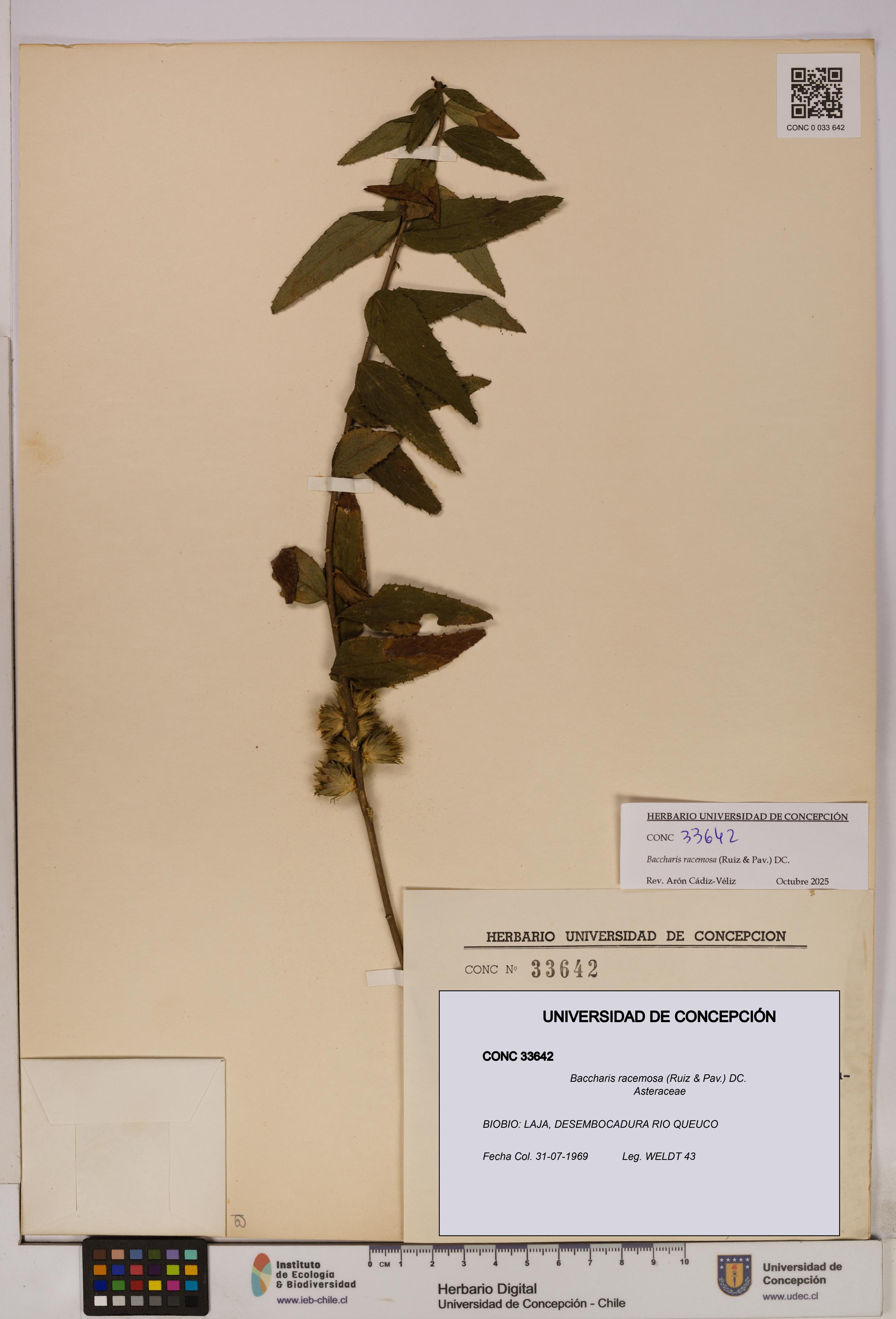 Baccharis racemosa [Espécimen: UDEC:CONC:0033642]