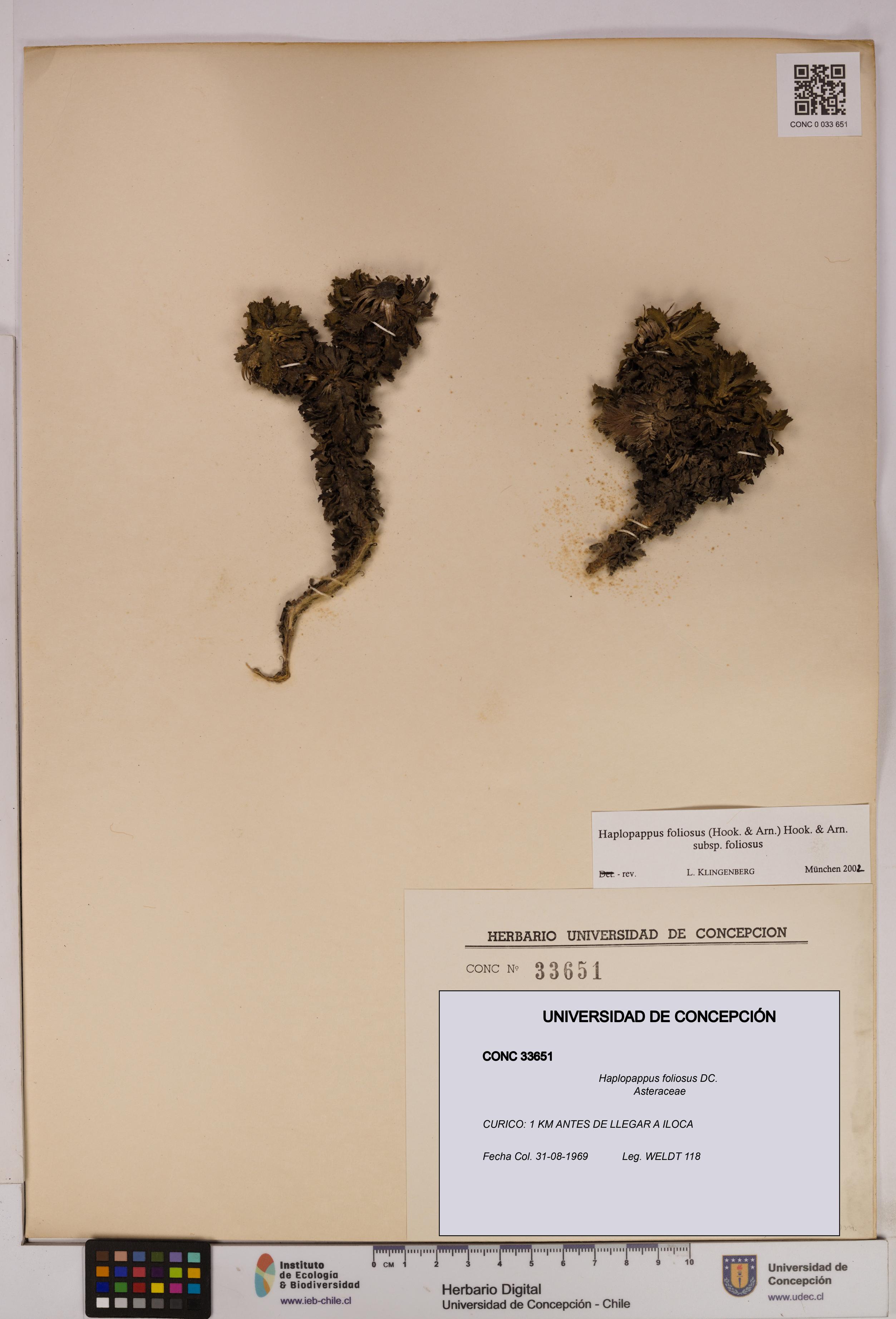 Haplopappus foliosus [Espécimen: UDEC:CONC:0033651]