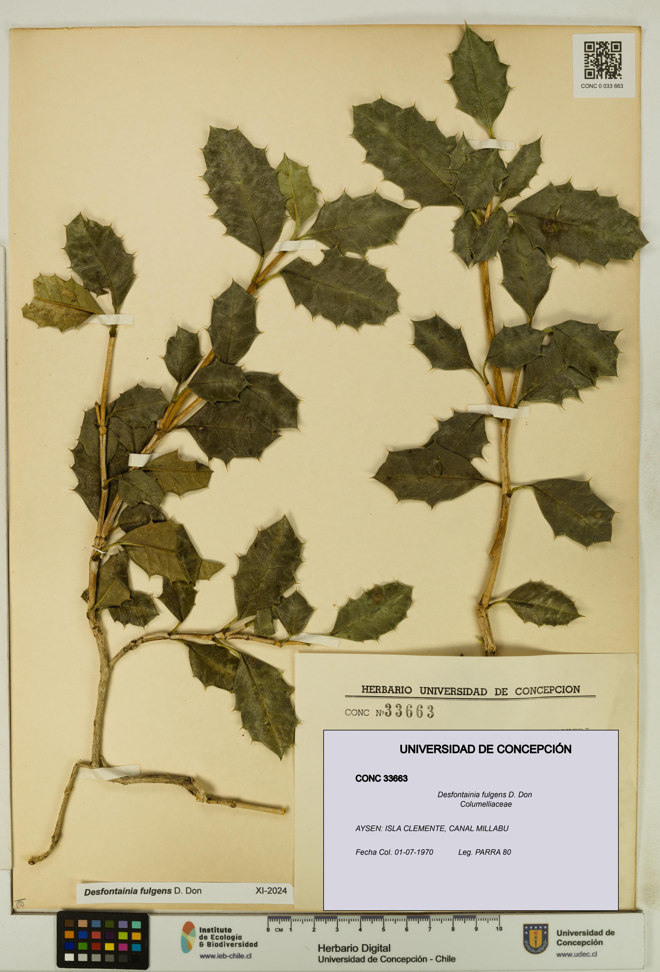 Desfontainia fulgens [Espécimen: UDEC:CONC:0033663]
