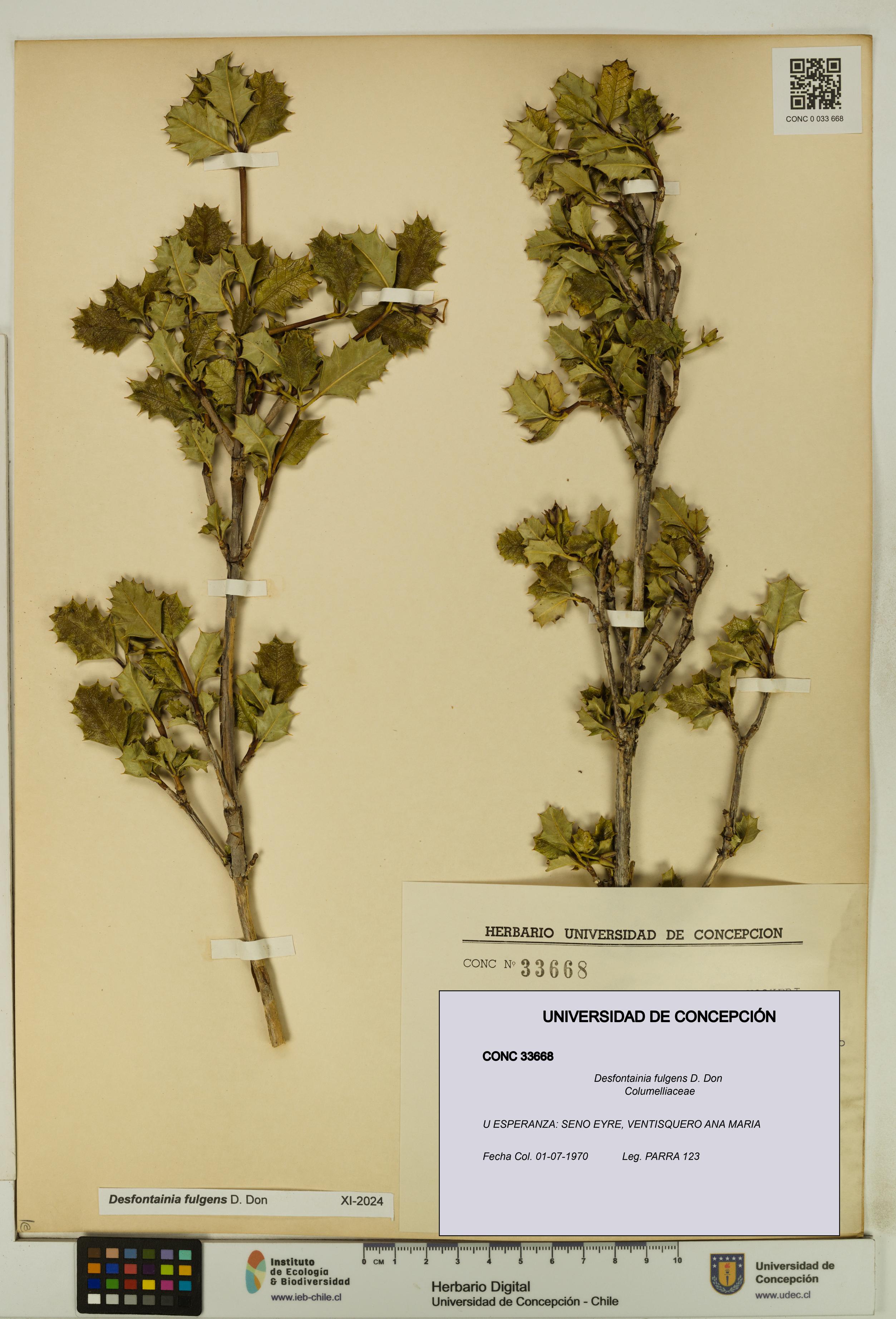 Desfontainia fulgens [Espécimen: UDEC:CONC:0033668]