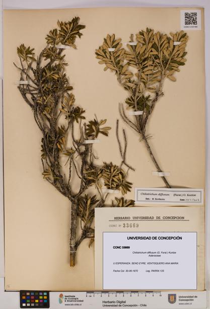 Chiliotrichum diffusum [Espécimen: UDEC:CONC:0033669]