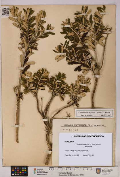 Chiliotrichum diffusum [Espécimen: UDEC:CONC:0033671]