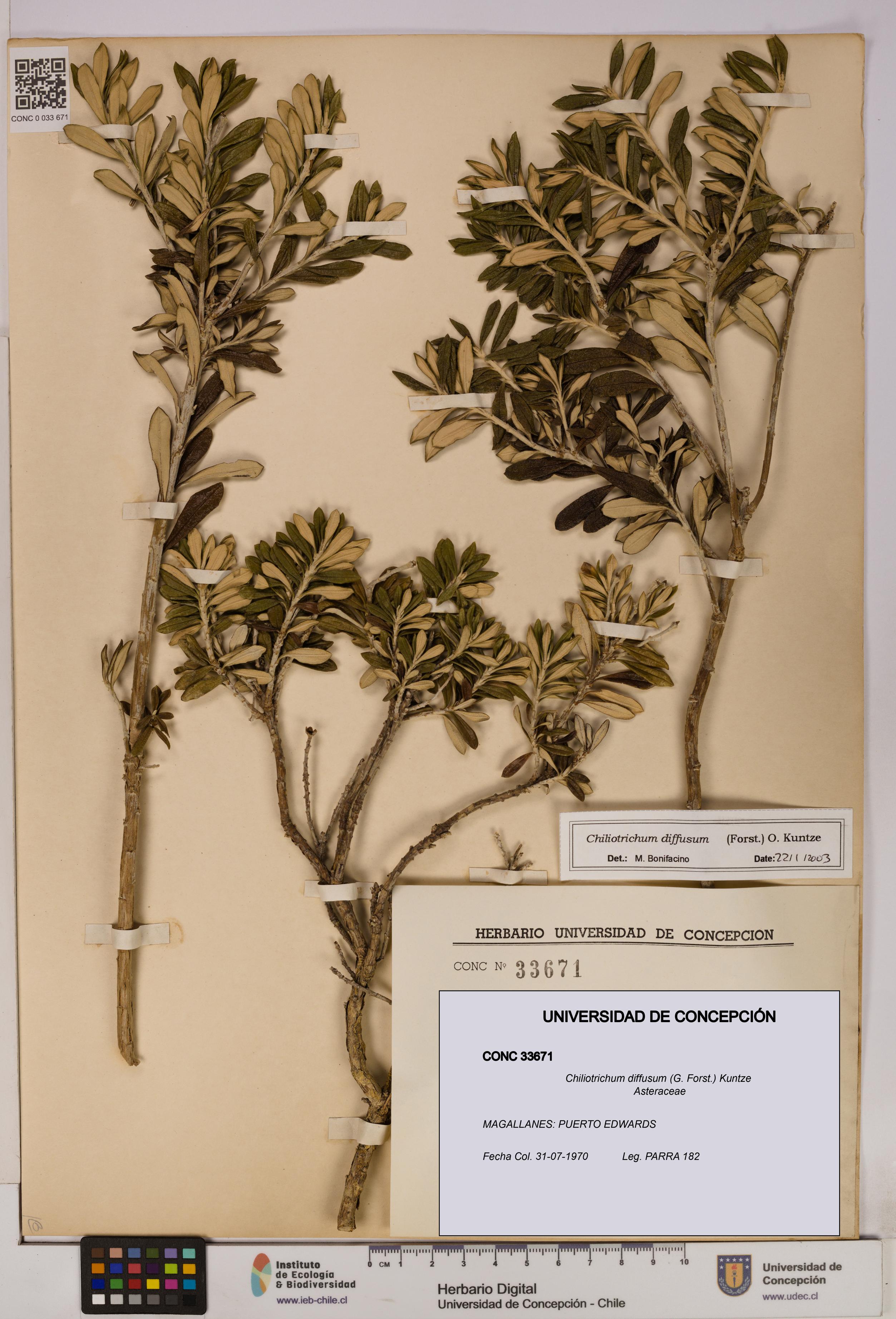 Chiliotrichum diffusum [Espécimen: UDEC:CONC:0033671]