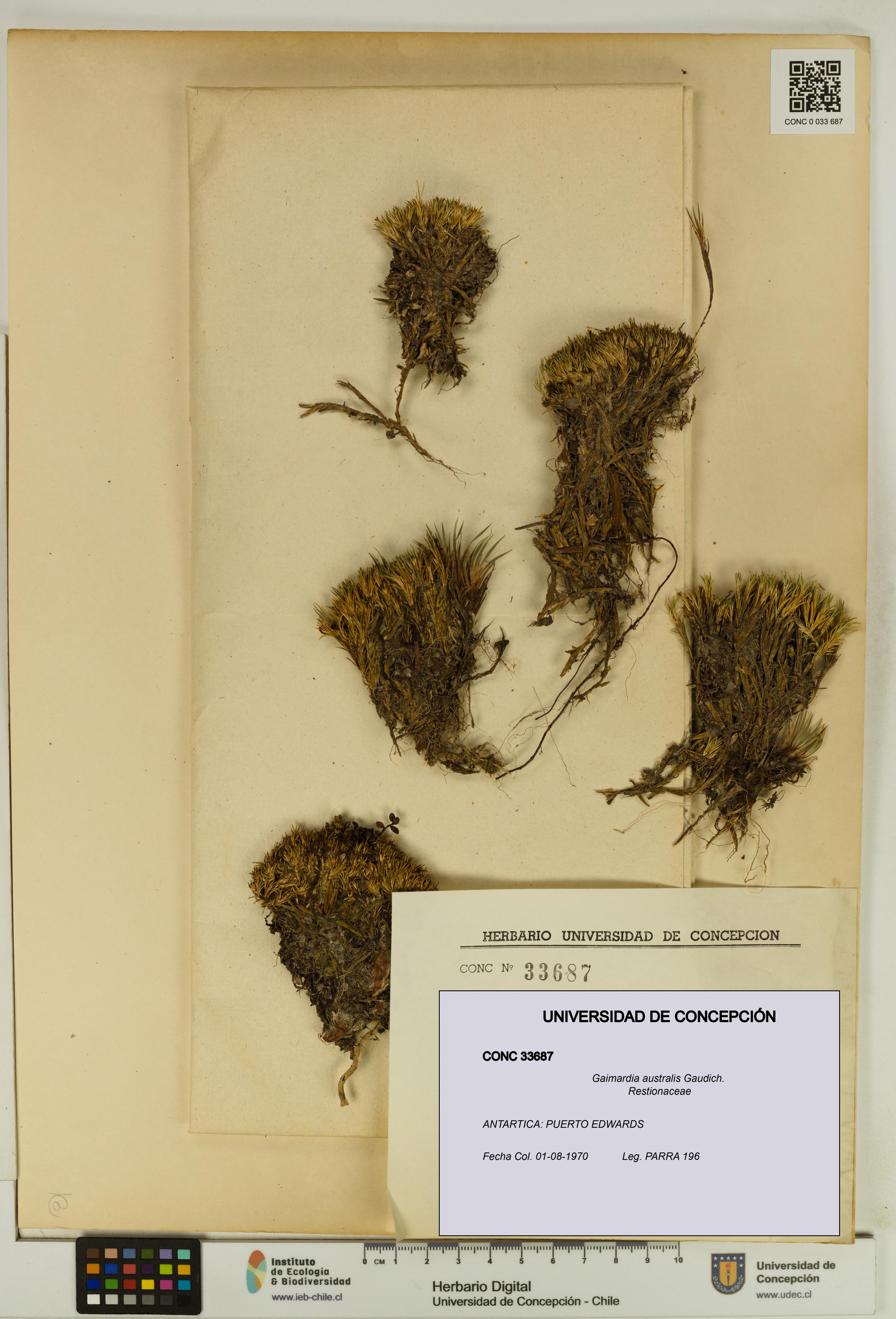 Gaimardia australis [Espécimen: UDEC:CONC:0033687]