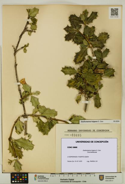 Desfontainia fulgens [Espécimen: UDEC:CONC:0033695]