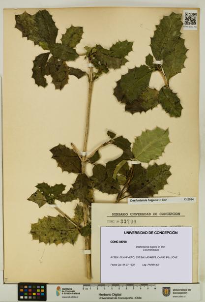 Desfontainia fulgens [Espécimen: UDEC:CONC:0033700]