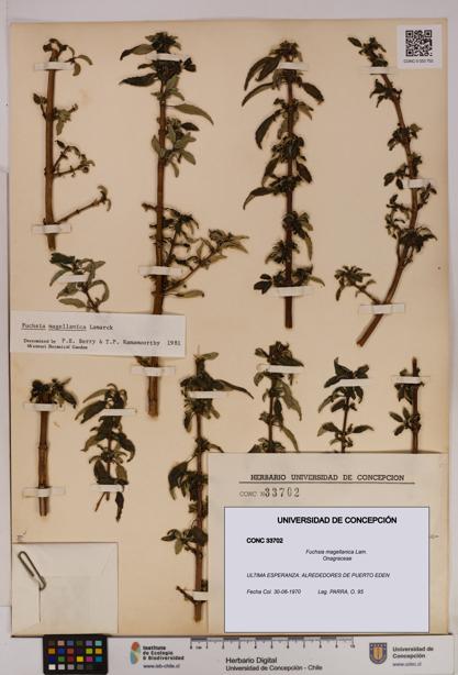 Fuchsia magellanica [Espécimen: UDEC:CONC:0033702]