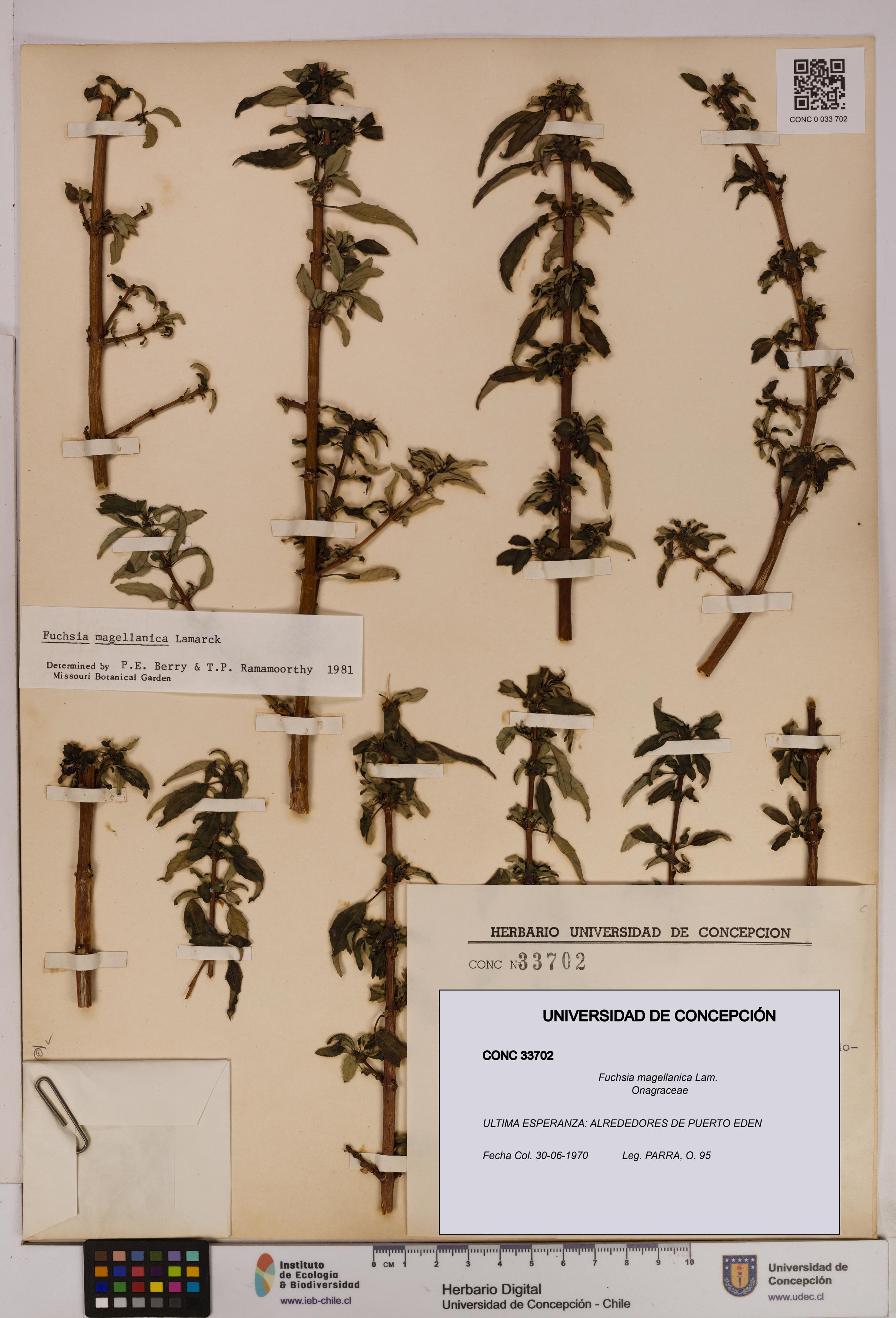 Fuchsia magellanica [Espécimen: UDEC:CONC:0033702]