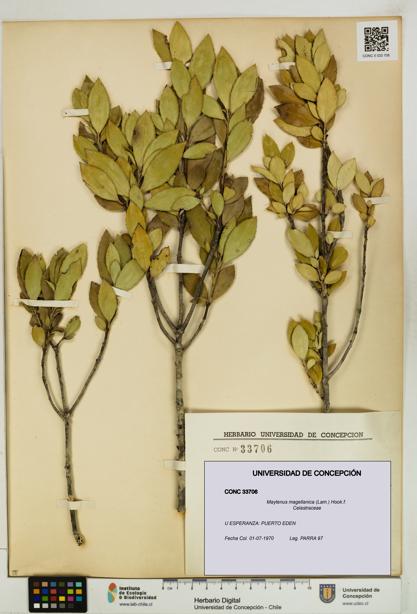 Maytenus magellanica [Espécimen: UDEC:CONC:0033706]