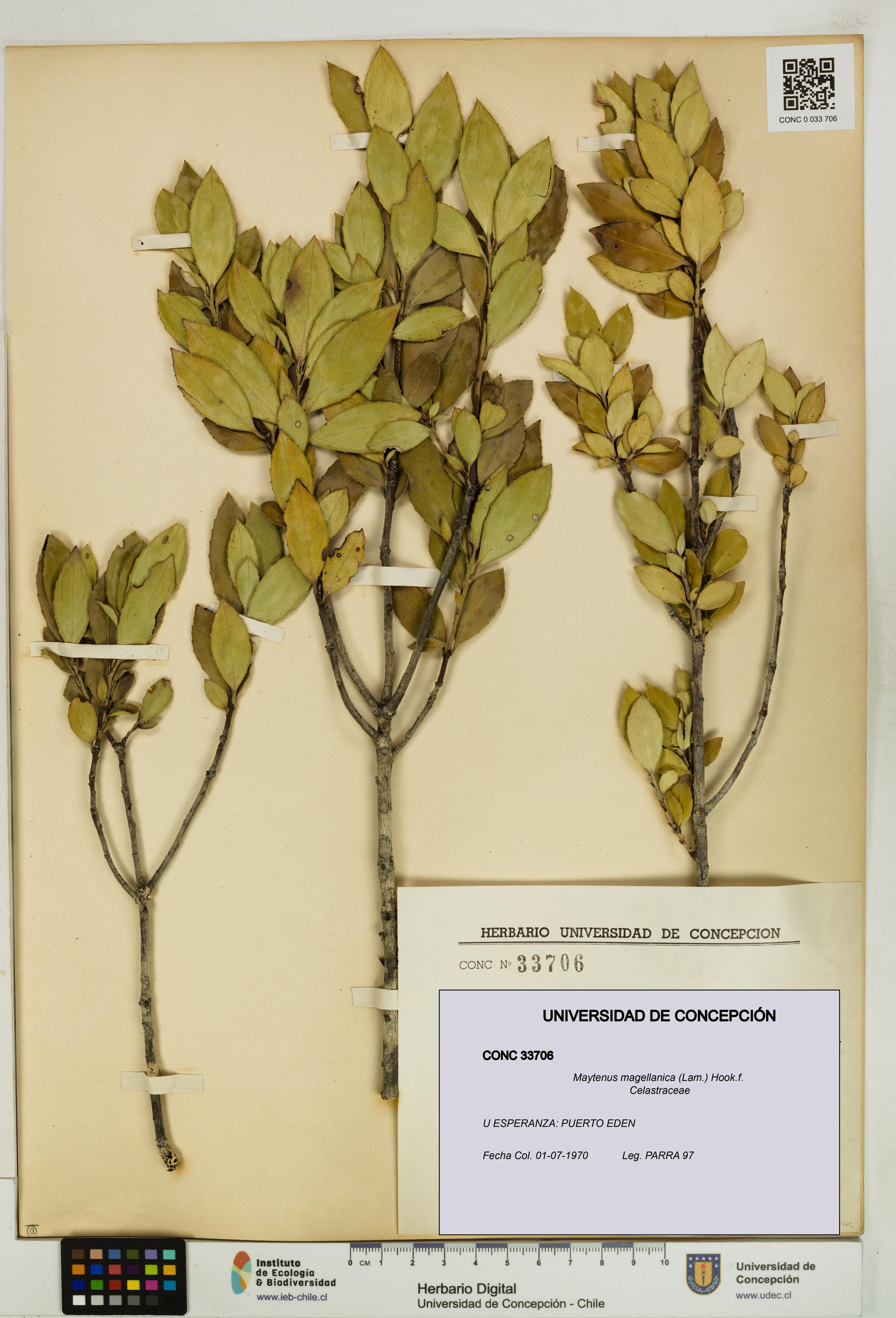 Maytenus magellanica [Espécimen: UDEC:CONC:0033706]
