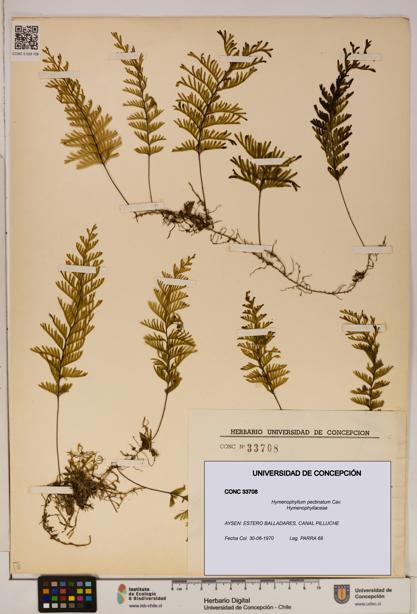 Hymenophyllum pectinatum [Espécimen: ]