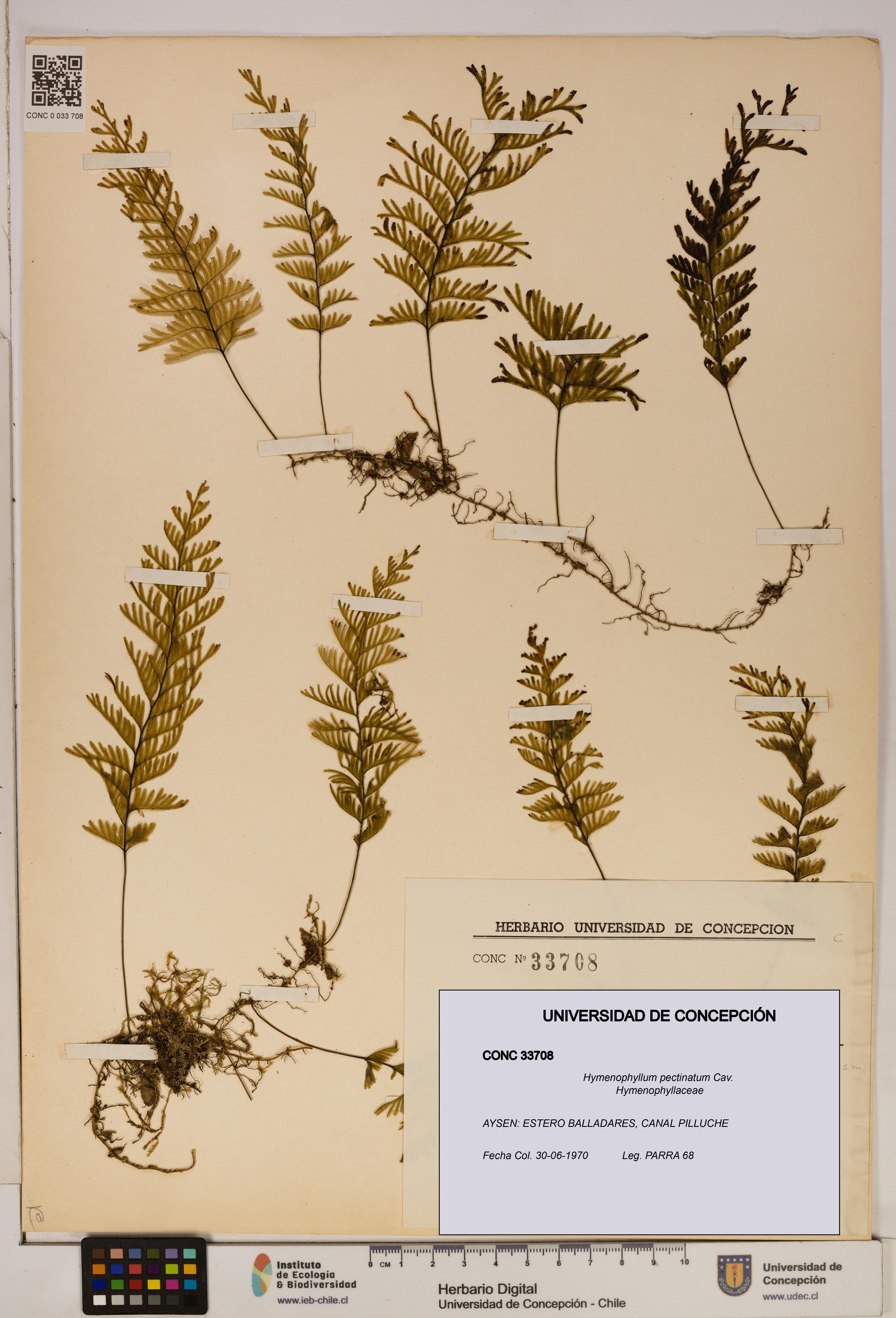 Hymenophyllum pectinatum [Espécimen: ]