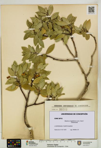 Maytenus magellanica [Espécimen: UDEC:CONC:0033712]