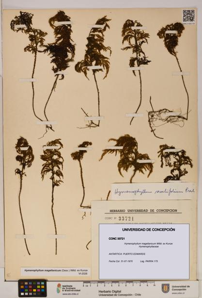 Hymenophyllum magellanicum [Espécimen: ]