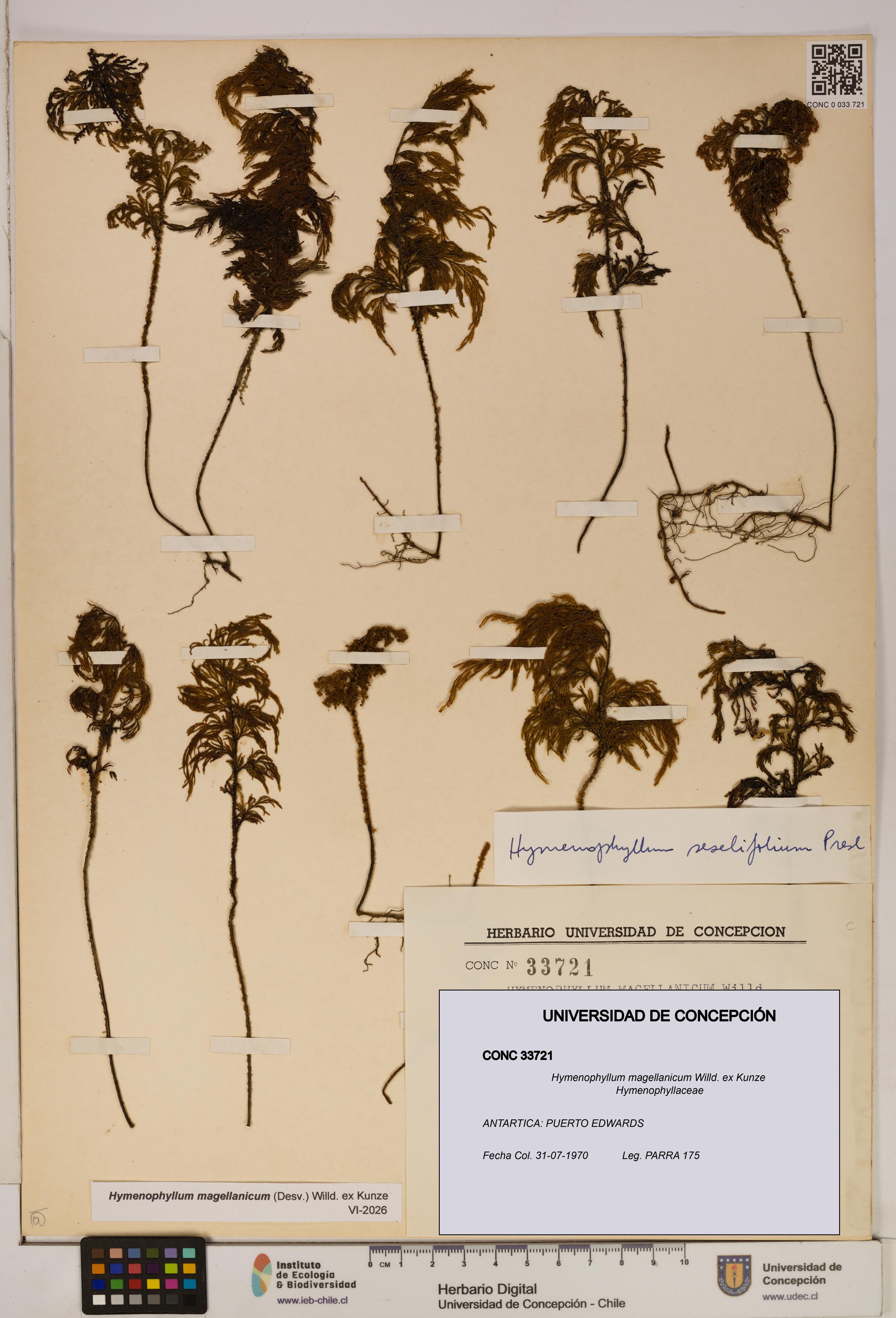 Hymenophyllum magellanicum [Espécimen: ]