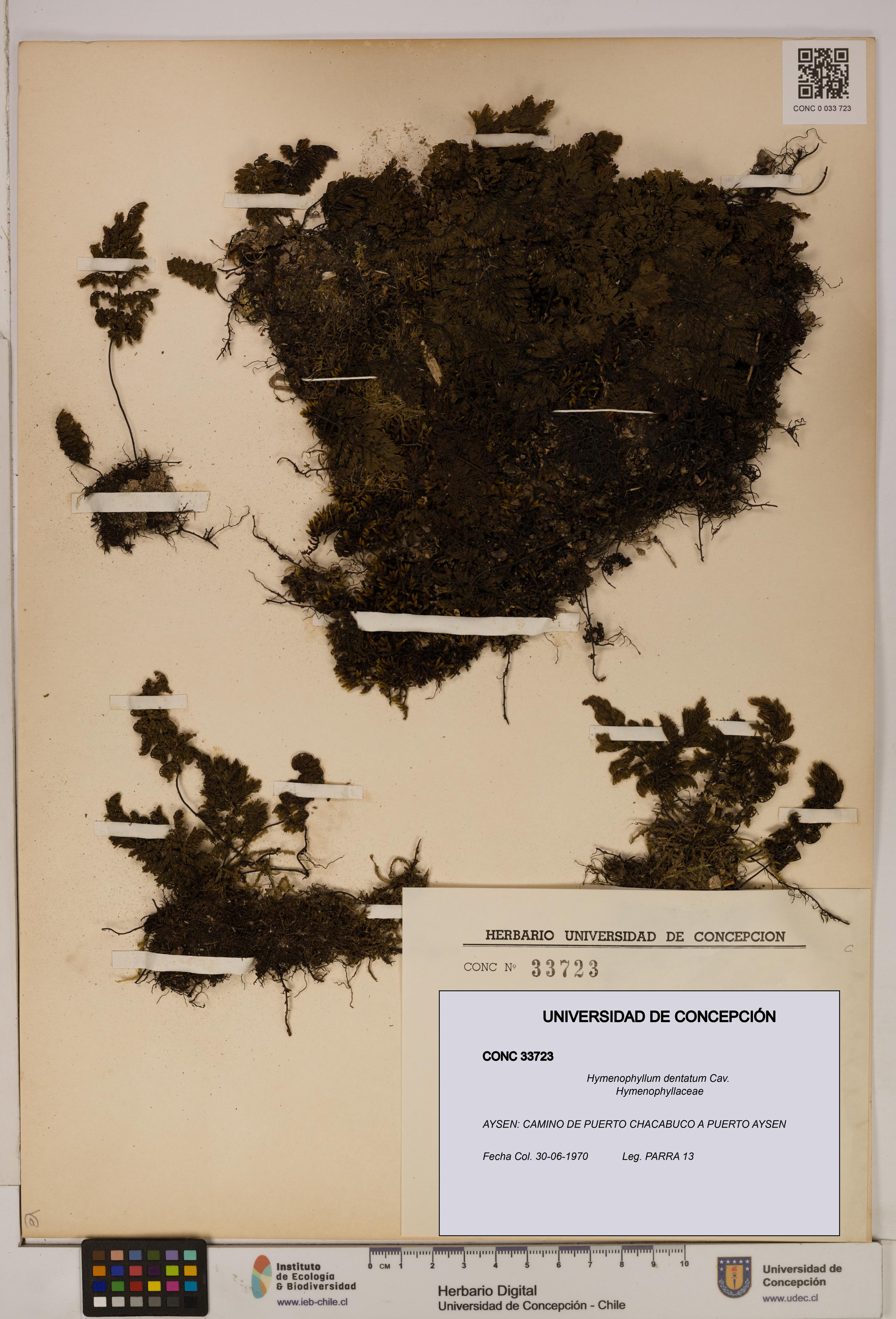 Hymenophyllum dentatum [Espécimen: UDEC:CONC:0033723]