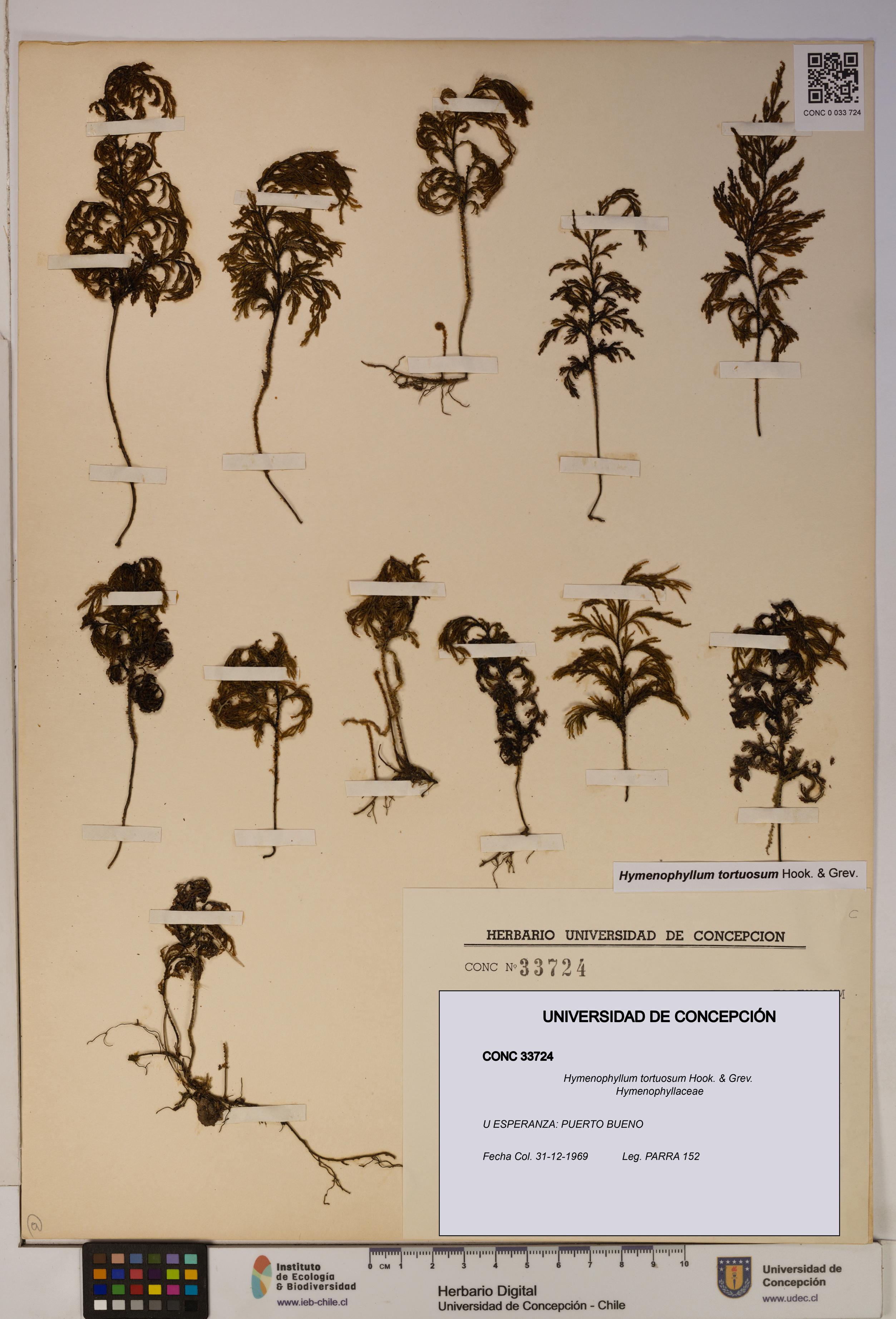 Hymenophyllum tortuosum [Espécimen: ]