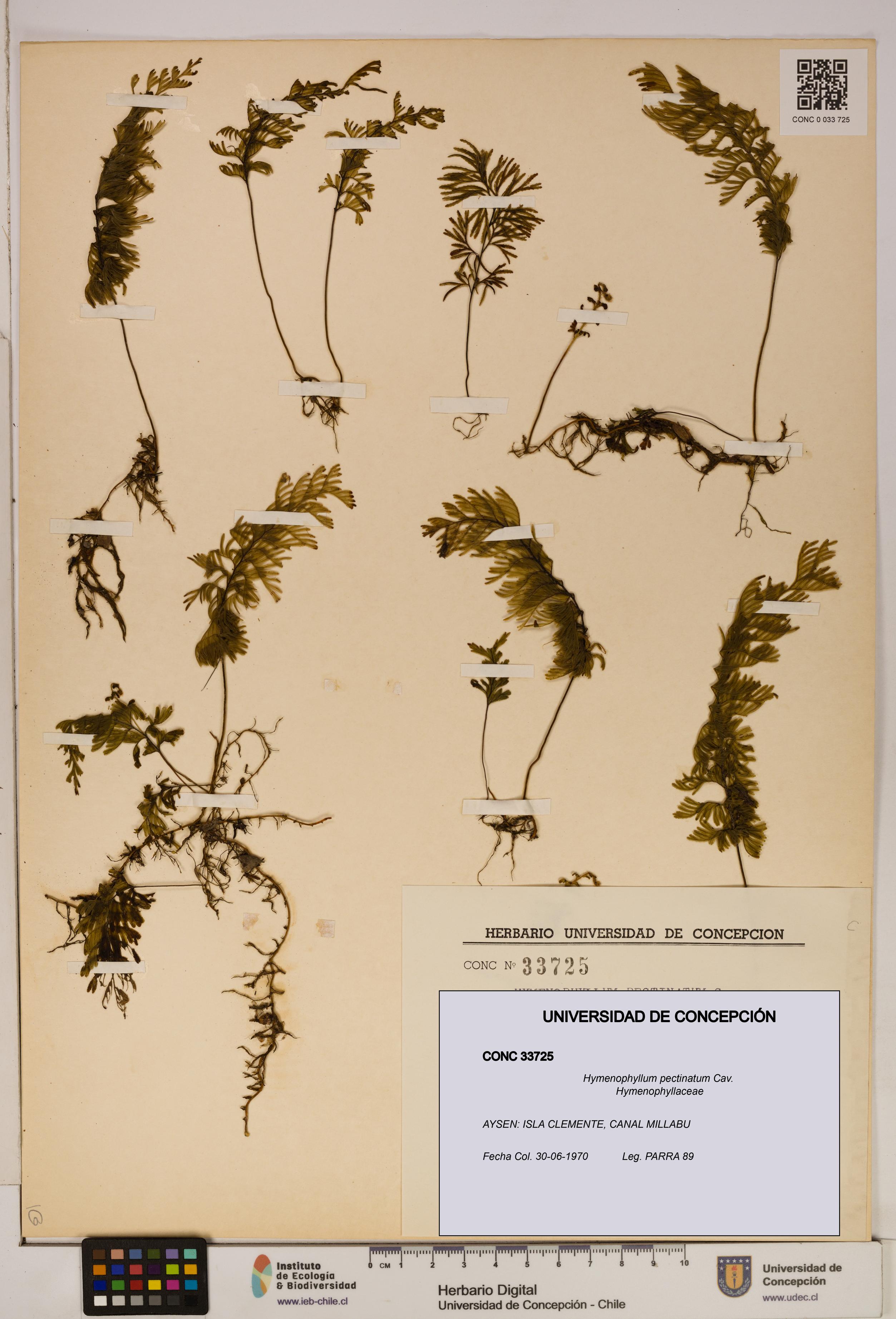 Hymenophyllum pectinatum [Espécimen: ]