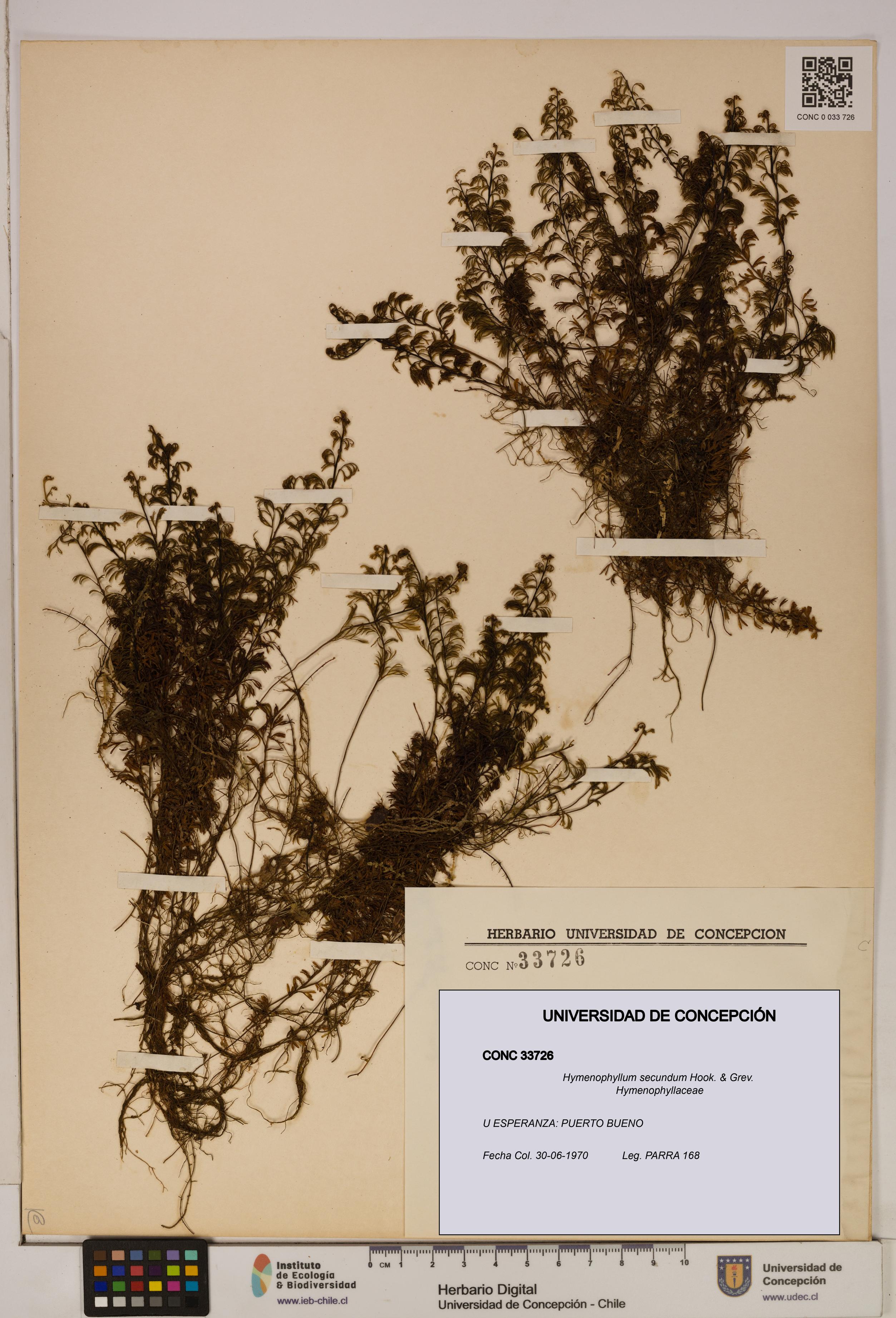 Hymenophyllum secundum [Espécimen: ]