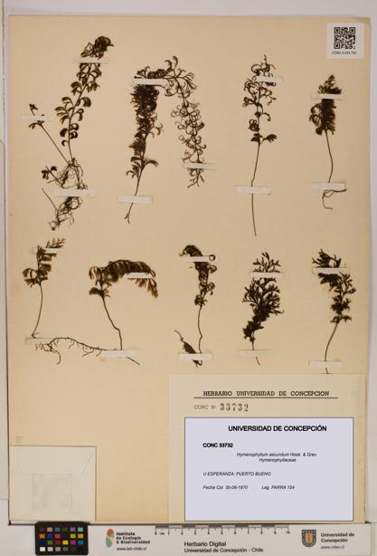 Hymenophyllum secundum [Espécimen: ]