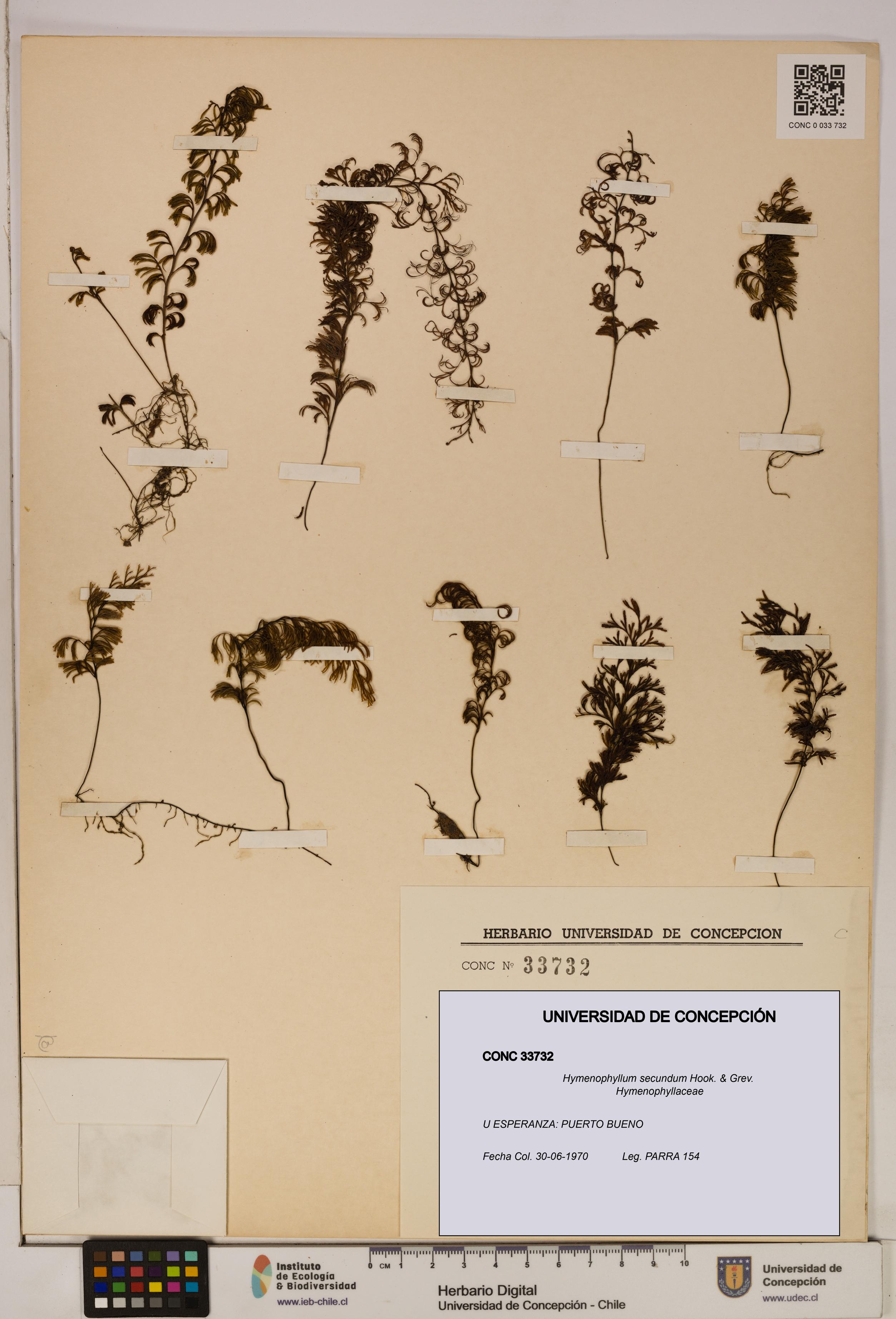 Hymenophyllum secundum [Espécimen: ]