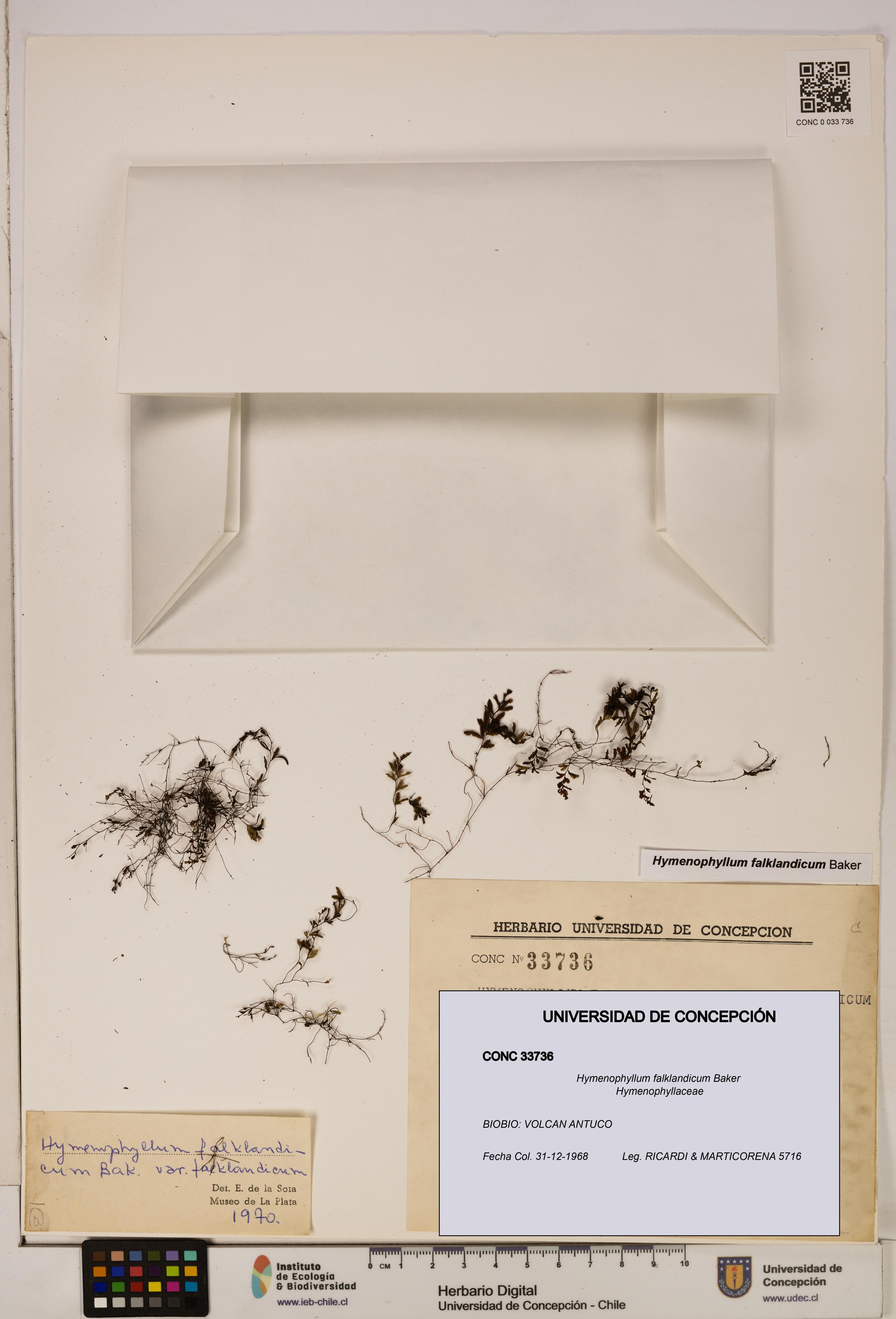 Hymenophyllum falklandicum [Espécimen: UDEC:CONC:0033736]