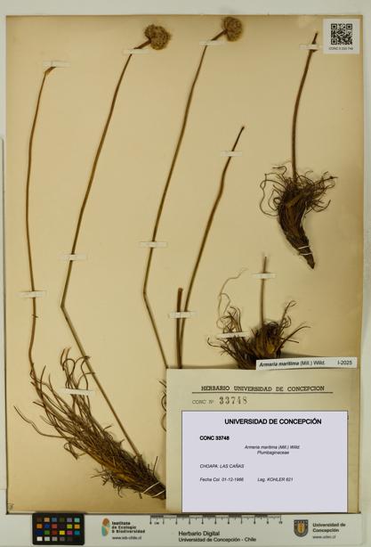 Armeria maritima [Espécimen: UDEC:CONC:0033748]