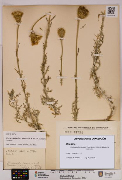 Plectocephalus floccosus [Espécimen: UDEC:CONC:0033754]