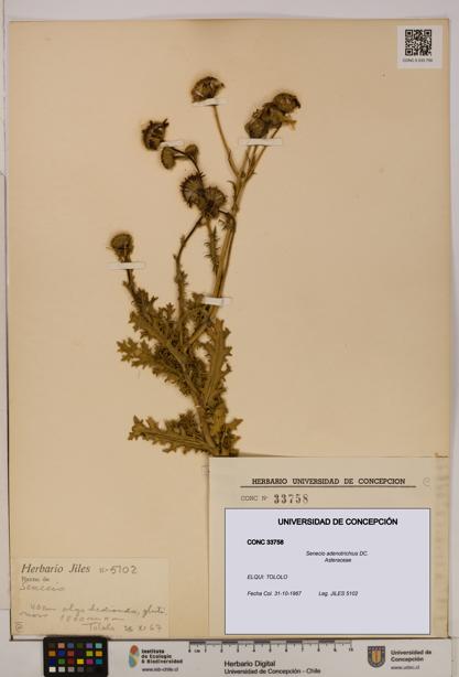Senecio adenotrichius [Espécimen: UDEC:CONC:0033758]