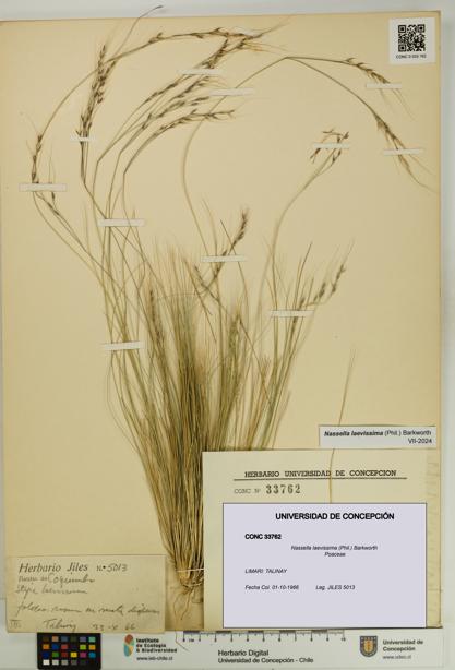 Nassella laevissima [Espécimen: UDEC:CONC:0033762]
