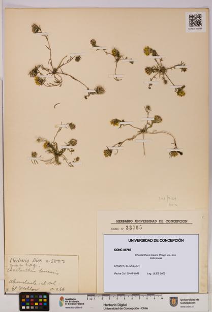 Chaetanthera linearis [Espécimen: UDEC:CONC:0033765]