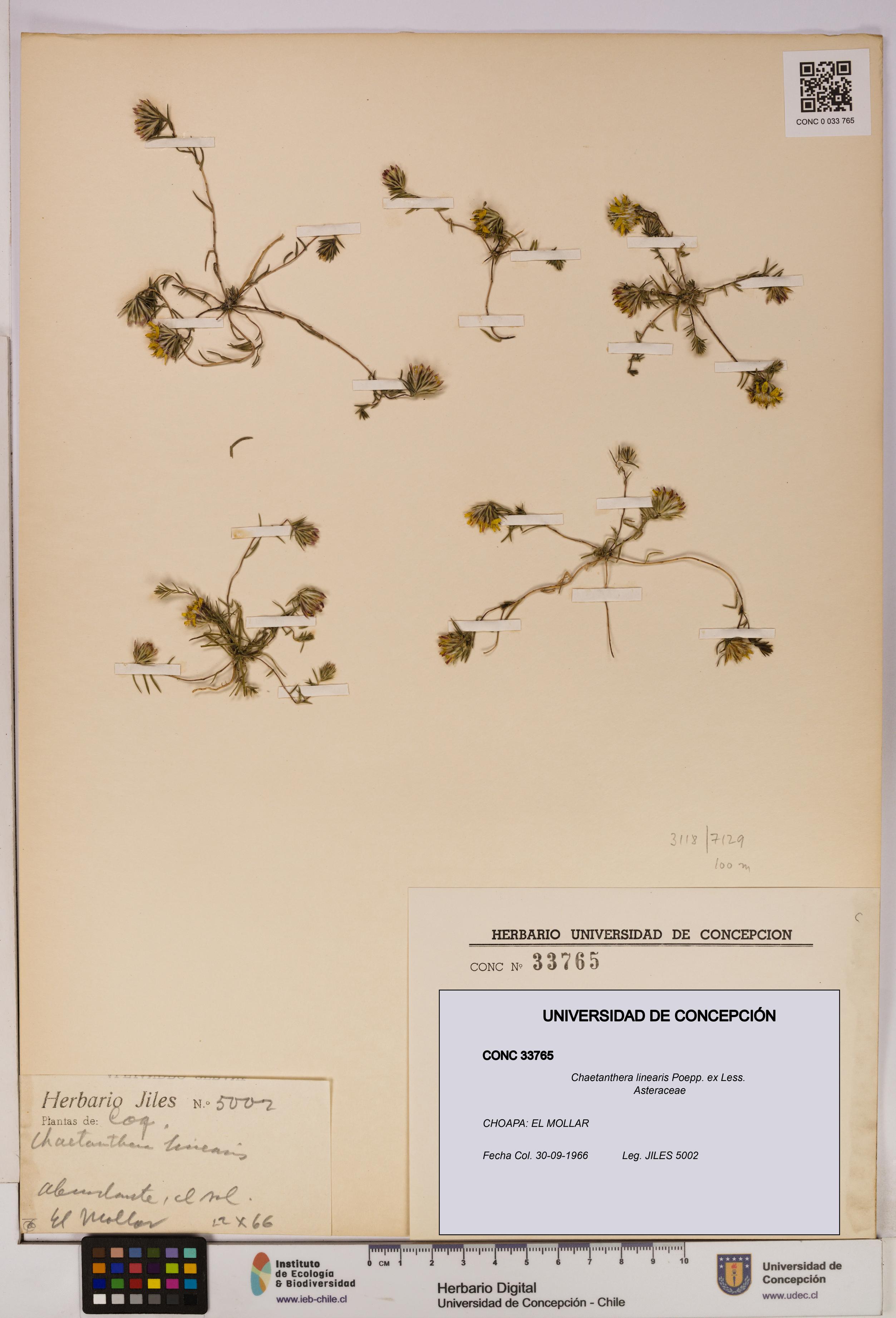 Chaetanthera linearis [Espécimen: UDEC:CONC:0033765]