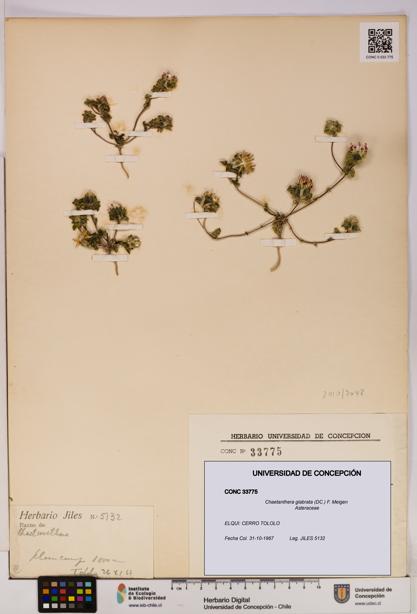 Chaetanthera glabrata [Espécimen: UDEC:CONC:0033775]