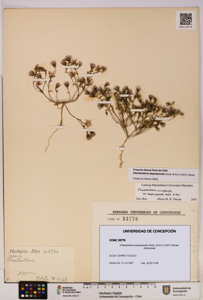 Chaetanthera depauperata [Espécimen: UDEC:CONC:0033776]