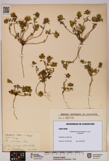 Chaetanthera incana [Espécimen: UDEC:CONC:0033789]