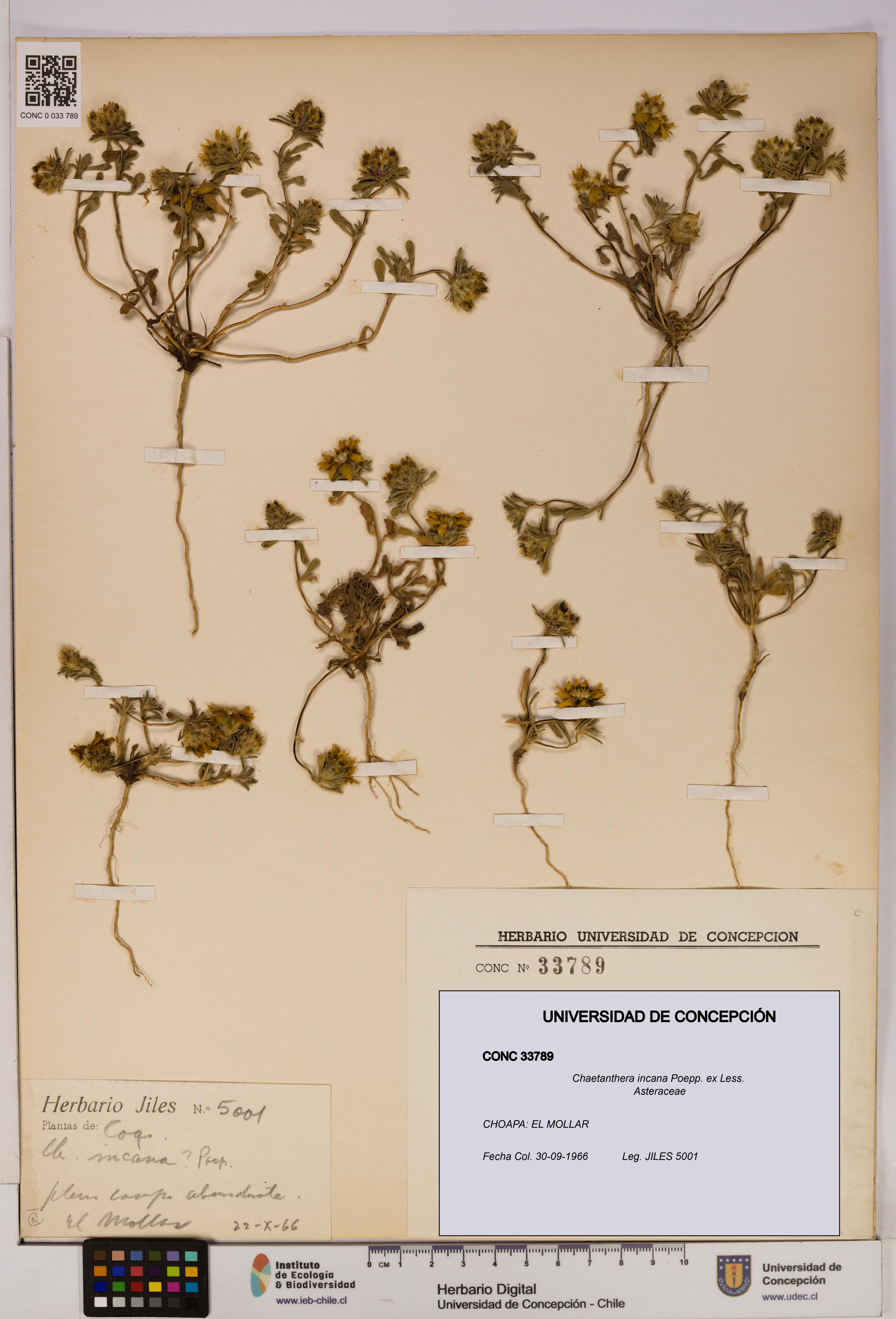 Chaetanthera incana [Espécimen: UDEC:CONC:0033789]