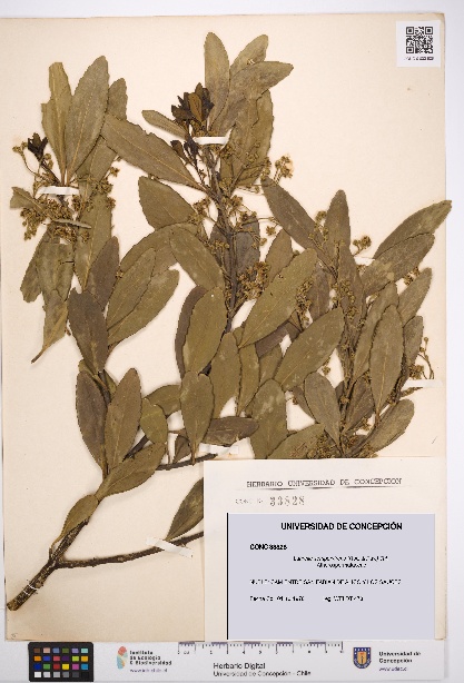 Laurelia sempervirens [Espécimen: UDEC:CONC:0033828]