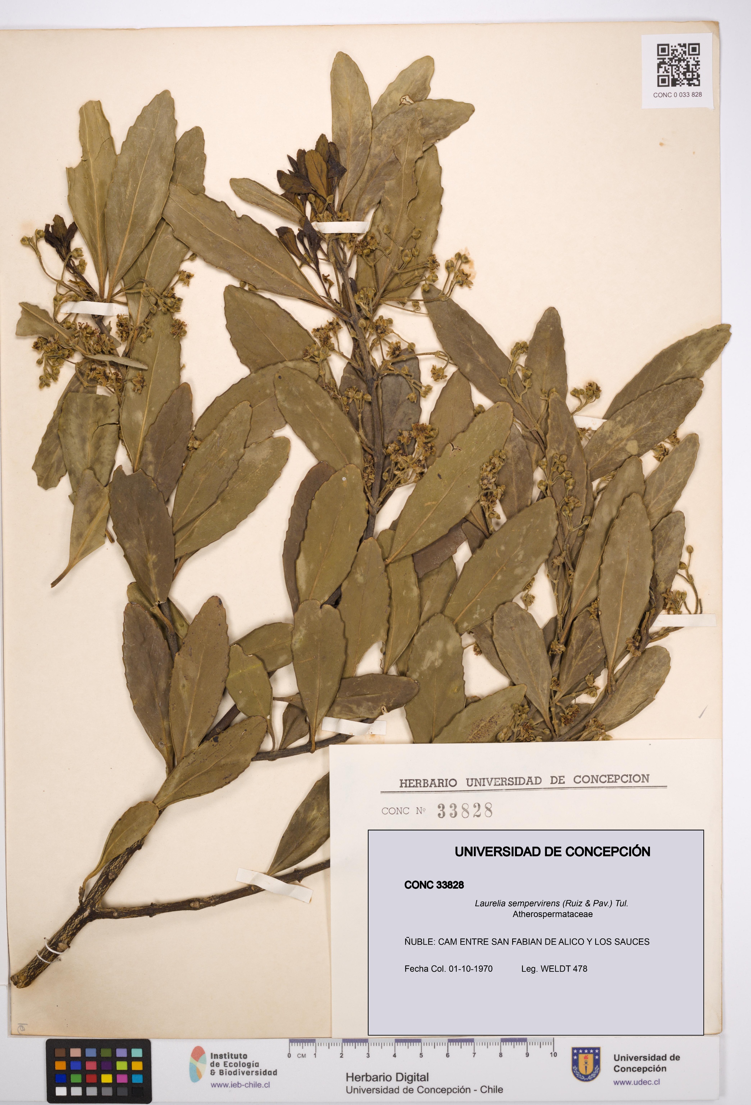 Laurelia sempervirens [Espécimen: UDEC:CONC:0033828]