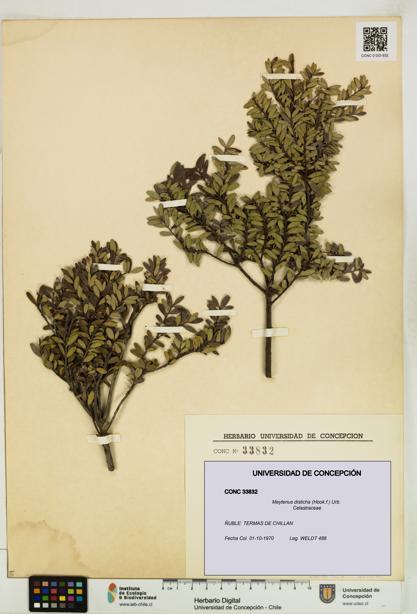 Maytenus disticha [Espécimen: UDEC:CONC:0033832]