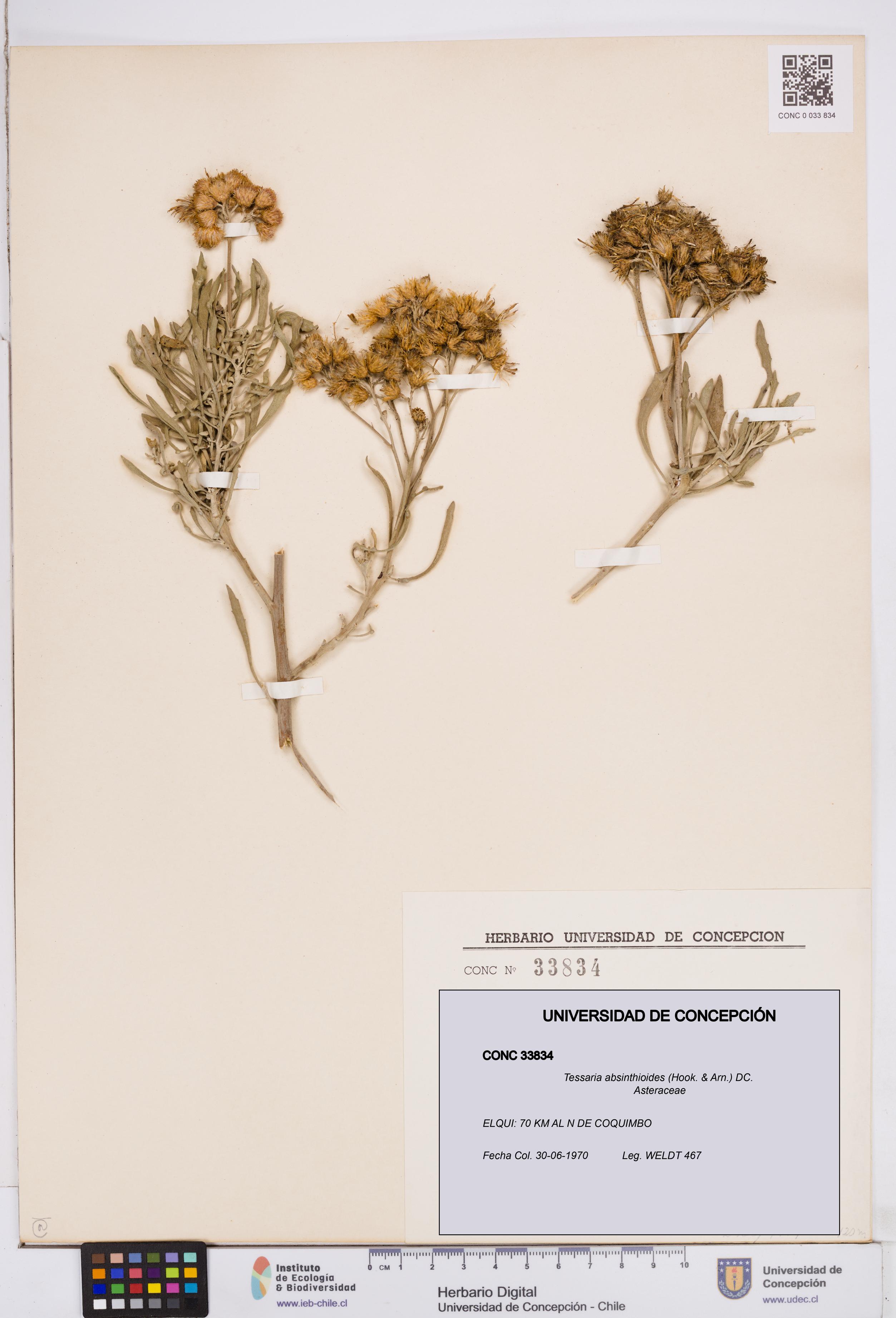 Tessaria absinthioides [Espécimen: ]
